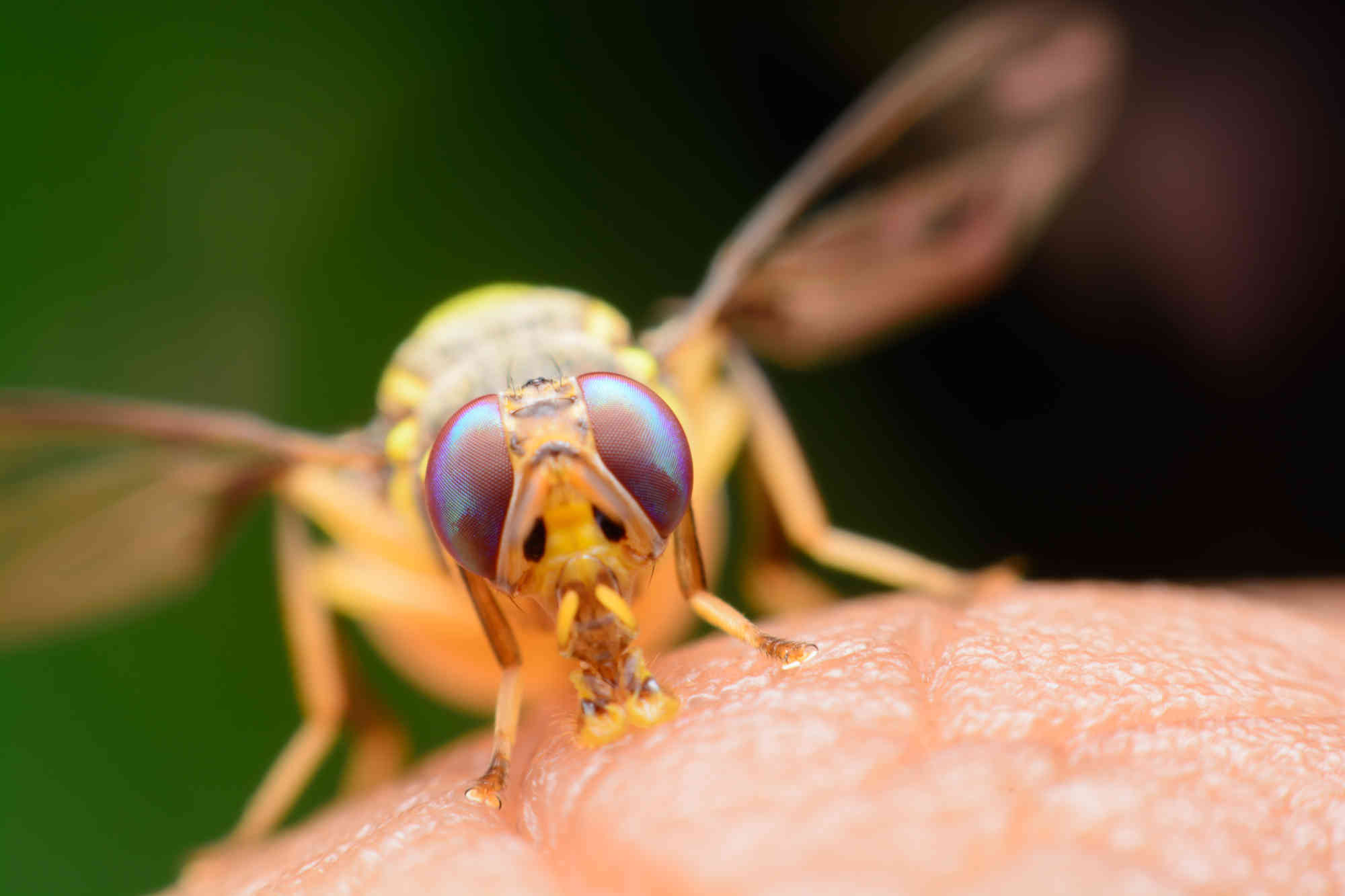 Drosophila Melanogaster